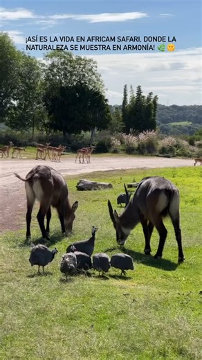 Africam Safari on Reels