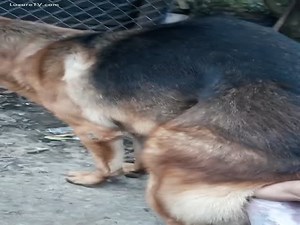 German shepherd gets handjob
