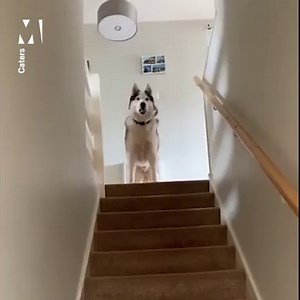 595K views · 27K reactions | This stubborn husky isn't allowed upstairs, but that doesn't stop him sneaking up, and then refusing to come down  | Metro | Facebook