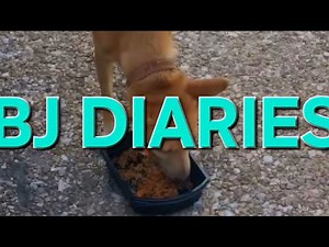 Bj Diaries Compilation