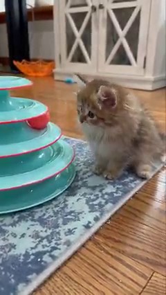 Oh the curiosity. | Caspian Siberians