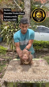 SUPER FEMALE CHOCO TRI GHOST BONE MASS ELBOWS ABKC REGISTRY READY TO...