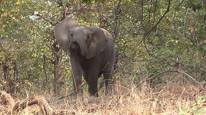 Funny Young Elephant in Kruger National Park, South Africa 🐘😁 #krugernationalpark #wildlife #animals #nature #krugersightings #elepant #funny | Latest Wildlife Sightings
