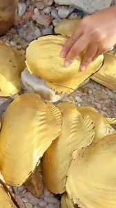 1.2M views · 5.4K reactions | Seafood hunting Sea stones Sea buteful pearls and Sea animals #seafood #animals #pearls #hunting | sea animals | Facebook