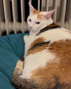 台灣動物協會 Animals Taiwan on Reels | Facebook