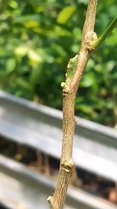 5.5K views · 204 reactions | climate for growing kaffir lime #Grafting #嫁接 #fruit_grafting #接ぎ木 #gardening #penjing #gardentips #agriculture #plants #injerto #innesto #زراعة | GraftingPlants | Facebook