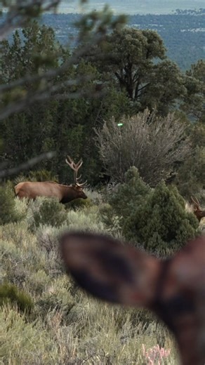 78 Yard Shot! Nevada Elk 💥 #elk #hunting #outdoors #nevada #elkhunting