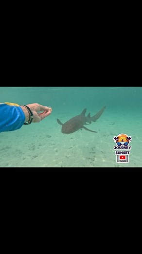 Nurse Shark encounter at Honeymoon Harbour in Bimini Bahamas #journeytothesunset #missmelody #sandbalero #biminibahamas #sharkencounter #nurseshark #bimini | Boating to the Sunset