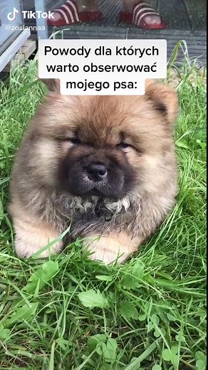 Zosia Chow Chow na TikTok