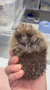 13K views · 145 reactions | We recieved ten hedghogs in between 5 oclock and 8 last night alone we are desparate for newspapers | Pawz for Thought | Facebook