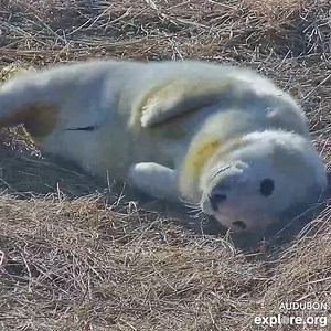 Winter means it's time to watch the seal cam 🦭 Live link here: https://explore.org/livecams/gray-seals/seal-pups-cam | explore.org