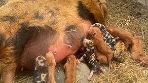 10K views · 355 reactions | Octavia has given birth to a bumper 12...