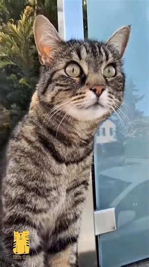 Funny Cat & Cute Kittens881😻 #shorts #kucing #kucinglucu #funny #pet #cat #foryou #viral #viralvideo
