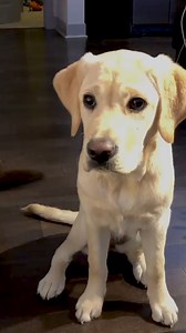 101K views · 614 reactions | not quite a fair banana split 藍 | The Pet Collective | Facebook