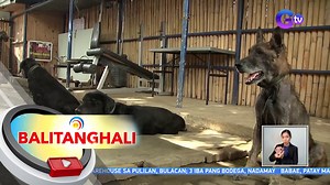 Looking for a new home na ang ilang explosive detection dogs ng PNP-Special Action Force! | GMA News