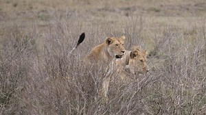 Lions se cachant en haute herbe, : vidéo de stock (100 % libre de droit) 1110391051 | Shutterstock