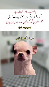 Funny Dog Compilation