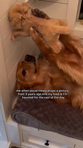 4.5K views · 208 reactions | Pure love  | SALTYDOG | Facebook