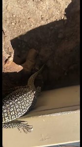 Timor monitor #reptiles #reptilelover #monitorlizard #monitor #lizard #fypシ #fyp #shorts #lizards