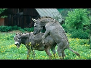 "Donkey Male and Female Mating | Natural Breeding Process Explained"