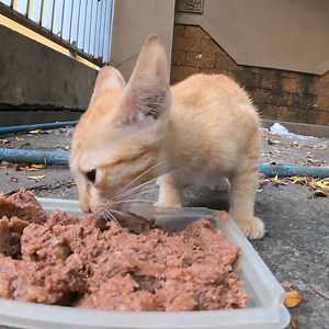 Cute yellow kitten, he really needs food | The Gohan And Cats