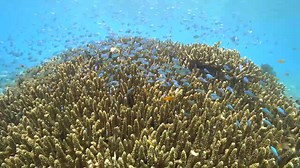 1.3K views · 25 reactions | Bu yaz Sony Action Cam'le deniz canlılarını keşfetmenin tam zamanı! Erteleme, macerayı her koşulda 4K kalitesinde FDR-X3000 ile yakala. #actioncamtr #sonyactioncam #sony #sony4k #sonyturkiye | Sony Türkiye | Facebook