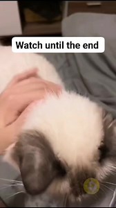 Watch till the end lol 😆 😂 #funnycat #jelous #cat #goodvibes #justforfun #cute | Rose Browning