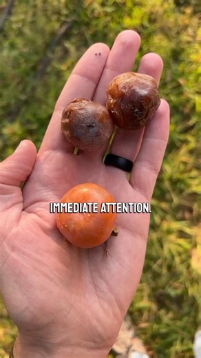 4.4K views · 315 reactions | Check the link in my bio for my FREE virtual Intro to Winter Tree ID class on December 12 at 7:30 pm CT. I hope to see you there! #trees #winter #treeidentification #foraging #nature | Feral Foraging | Facebook