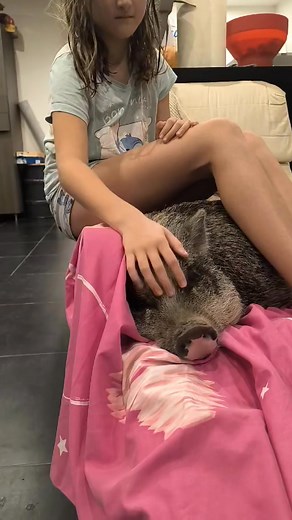 29K views · 1.2K reactions | La vie avec deux cochons à la maison, c’est ça : Pixel qui se fait papouiller sur la chaise à bascule… et Mauricette qui savoure son grattage de bidou dans son panier. Chacune son moment, chacune son bonheur  Une maison bien vivante, comme on les aime. #MicroCochon #VieAvecCochon #CochonHeureux #MomentTendresse #MaMiniFerme #CochonMaison #PetitBonheurDuJour | Ma mini ferme | Facebook