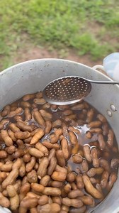 The Fancy Chicken Farm on Reels