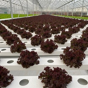 [Hot Item] Factory Agricultural a Frame Vertical Nft Hydroponics Growing System for Salad Vegetable