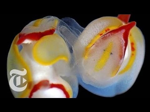 The Unusual and Extreme Mating Behavior of Sea Slugs | The New York Times