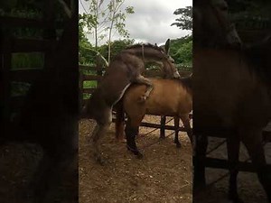 Burro Montando Yegua para Producir Mulas, Finca Criadero Yuseca, Manati, Atlantico, Colombia.