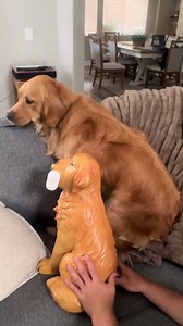 Golden Retriever Bobby Says No Today