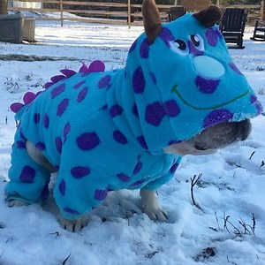 127K views · 2K reactions | The elusive purple polka dotted yeti. | 3bulldogges | Facebook