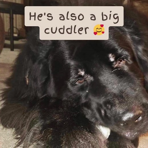 Macho is searching for his forever home! Macho is a 4.5 year old purebred Newf in a loving foster home outside of Syracuse, NY If you have Newf experience you will know how perfect this boy is within 5 minutes of meeting him! He has the sweetest face with happy eyebrows that will keep you smiling. Macho is good with dogs of all sizes but he will chase cats who run, he will only be placed with mellow cats who will tell him not to chase them and have lived with large dogs previously. While he does