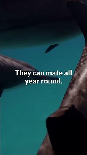 Playful Dolphins Year Round Mating