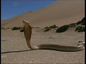 Cape Cobra Encounter by Austin J Stevens