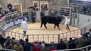Stirling Bull Sales Monday 6th February 2023 Lot 16 Tonley King Paco, Neil A Wattie Esq, 16,000gns | Aberdeen-Angus Cattle Society