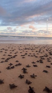 546K views · 10K reactions | Places in Sri Lanka that don't feel real 勞 #travel #adventure #explore #nature #srilanka | TripInspo | Facebook