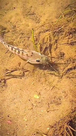 2.9K views · 63 reactions | Parental tilapia fish (Oreochromis spp.) display an elaborated form of parental care by incubating newly hatched offspring in an oral buccal cavity, a phenomenon called mouthbrooding. Not a single one remained behind, all safe until next “breaktime”. | Animals Videos | Facebook