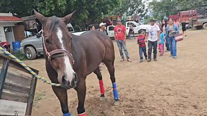 Caballos Finos yeguas de carreras mulas y ganado de primera plaza ganadera san antonino castillo velasco oaxaca méxico #toros #vacas #caballos #yeguas | Hunter Vlogs