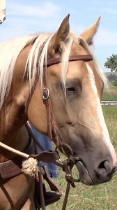 4.6K views · 107 reactions | GUYZ LUCKY IRISH GAL | 2021 Palomino...