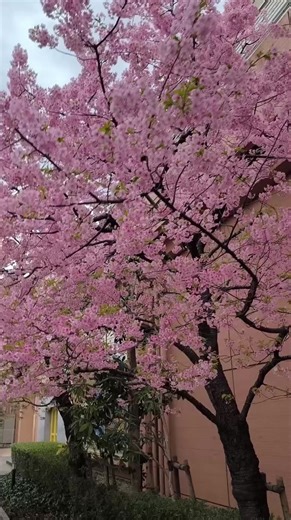 1K views · 18 reactions | Strict G Arm M65 Jacket Zeon Force x Sakura in Odaiba #eakko #eakkodesneak #denimhead #denim #แช่ยีนส์ #สะสมยีนส์ #เฟดยีนส์ #รีวิวยีนส์ #jeans #zeon | Eakko | Facebook