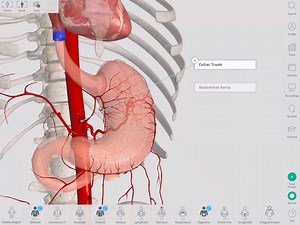 4.4K views · 120 reactions | The blood supply of the stomach can be a complex subject to understand. Take a look at our video which gives you a 3D view of the stomach and the arteries that supply the fundus, cardia, greater curvature, lesser curvature, and the pylorus. Learn more about the organs of the gastrointestinal system with Complete Anatomy. | Complete Anatomy | Facebook