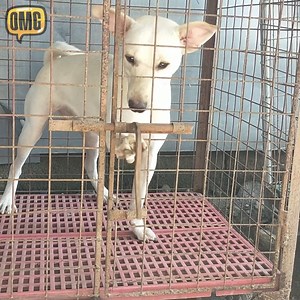 396K views · 4.4K reactions | Smart Dog Escapes | Xenia Tchoumitcheva | Facebook