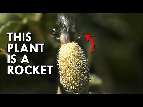 Squirting Cucumber: The Plant That Explodes
