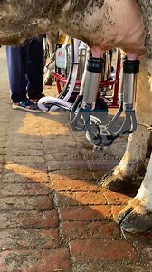 670 reactions · 28 shares | Milking Machine Best Prices | Cow Milking...