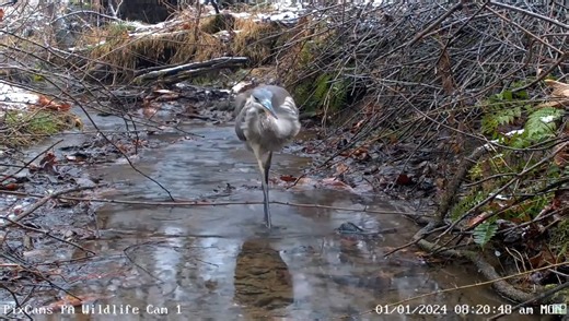 Yesterday we spotted this immature great blue heron fishing in the stream on PA Wildlife Cam 1. It appears it found a salamander right before coming into frame. You can watch PA Wildlife Cam 1 live here: https://pixcams.com/pa-wildlife-1/ | PixCams