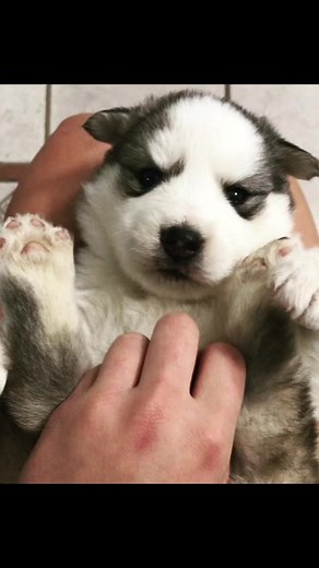 Lil boo thang😍 | Husky Ranch